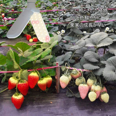 Đèn LED trồng cây nhỏ gọn với quang phổ đầy đủ + 660nm và chống nước IP68 cho sự phát triển của cây trồng trong nhà